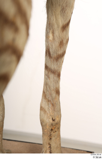 Striped Hyena Hyaena hyaena leg 0073.jpg